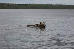 Плывущий через Амур медведь попал на видео