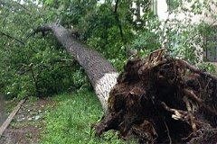 На женщину с ребенком упало дерево во время циклона в Хабаровском крае