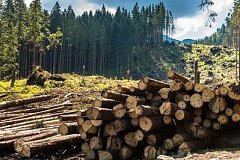 Олег Губарец: под носом у правоохранительных органов вырубают гектары леса в Хабаровском крае