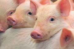 В «Скифагро-ДВ» под Хабаровском привезли первое поголовье свиней