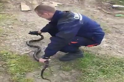 Во дворе комсомольской многоэтажки поймали полтораметровую змею фото 2