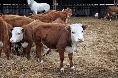 В Хабаровском крае развивают производство мраморной говядины