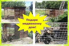 Зооцентр «Питон» продолжает сбор средств на строительство вольера для медведицы Маши в Комсомольске