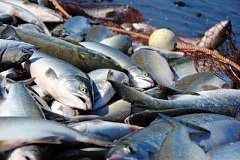 Принятие Федерального закона «О любительском рыболовстве» не терпит отлагательств