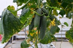 1680 тонн тепличных овощей и зелени выращено в 2018 году в Хабаровском крае