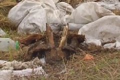 В пригороде Хабаровска обнаружили крупный скотомогильник