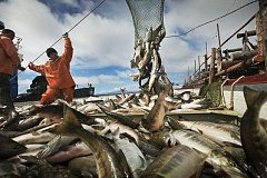 Более 43 тысяч тонн красной рыбы добыли промысловики в Хабаровском крае в 2018 году