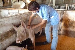 Уже провакцинировано от ящура более 7 тысяч свиней в Хабаровском крае