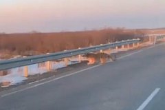 Тигр бегает по трассе в Хабаровском крае (видео)