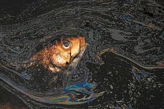 Рыба дохнет в Амуре: в Хабаровске обнаружен сброс нефтепродуктов