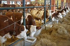 Правительство края профинансирует проекты по созданию молочных животноводческих ферм