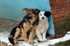 В Комсомольске отлавливают безнадзорных животных