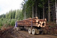 В Хабаровском крае лесозаготовителя наказали за повреждение дороги