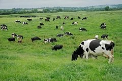 Сельхозпроизводители Хабаровского края обновляют молочное стадо
