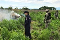 Свыше 15 гектаров дикорастущей конопли уничтожили в Хабаровском крае