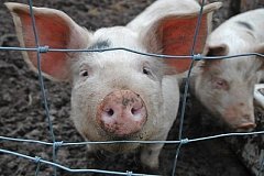 Режим ЧС введен в Хабаровском крае в связи с угрозой занесения африканской чумы свиней