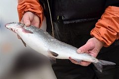 Ловить нормовую рыбу в Хабаровске могут не только представители КМНС