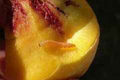 Персиковую плодожорку задержали на границе в Хабаровске