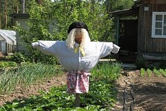 Комсомольчанка выращивала коноплю на приусадебном участке