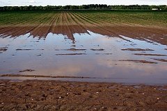 Сумма ущерба от наводнения сельхозпредприятий Хабаровского края около 130 млн