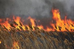 В горящих плавнях на Кубани заживо сгорают животные и птицы