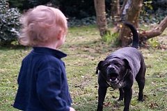 В Комсомольске собака разодрала ребенка