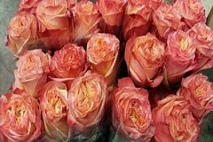 В Хабаровске около тысячи зараженных роз обнаружили в грузе из Нидерландов