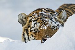 Тигры заглянули в поселок Хабаровского края