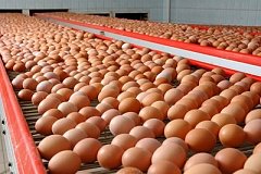 Птицефабрики увеличивают объемы выпуска яйца в Хабаровском крае