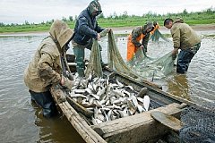 Рыбопромышленнный сектор Хабаровского края продолжает лихорадить