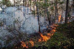 Поджигатель уничтожил 2 гектара леса в Хабаровском крае