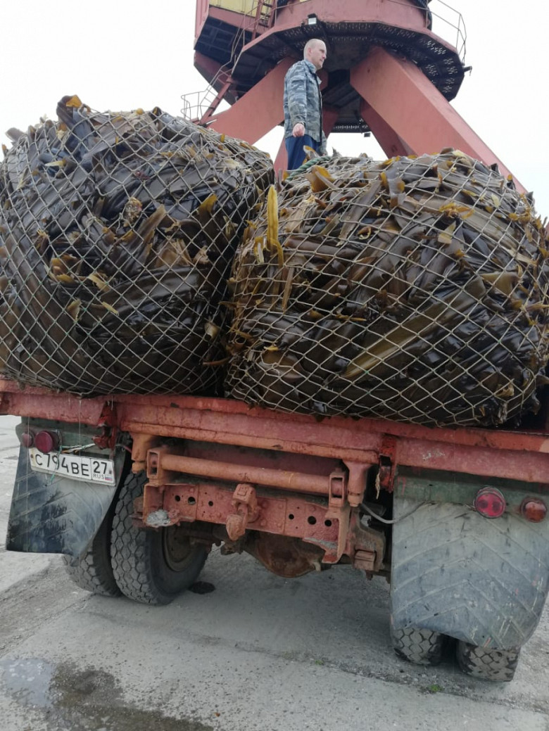 В Хабаровском крае резидент свободного порта начал заготовку ценных водорослей фото 2