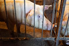 Новый очаг африканской чумы свиней выявили в Хабаровске