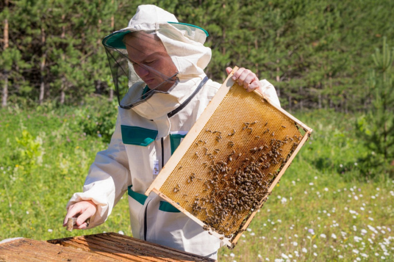 Хабаровские пчеловоды получат государственную поддержку фото 2