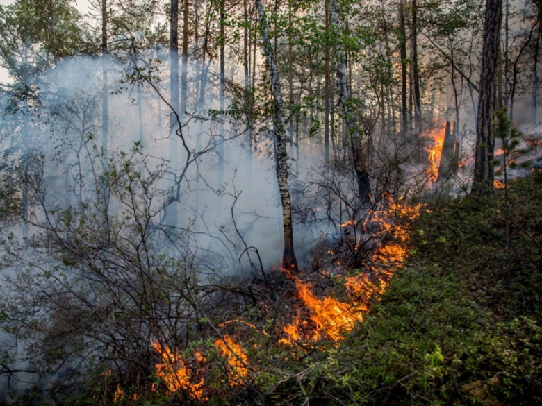 Пять лесных пожаров зафиксированы в Хабаровском крае фото 2
