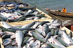 Краевые власти предлагают сохранить налоговые льготы хабаровским рыбохозяйственникам