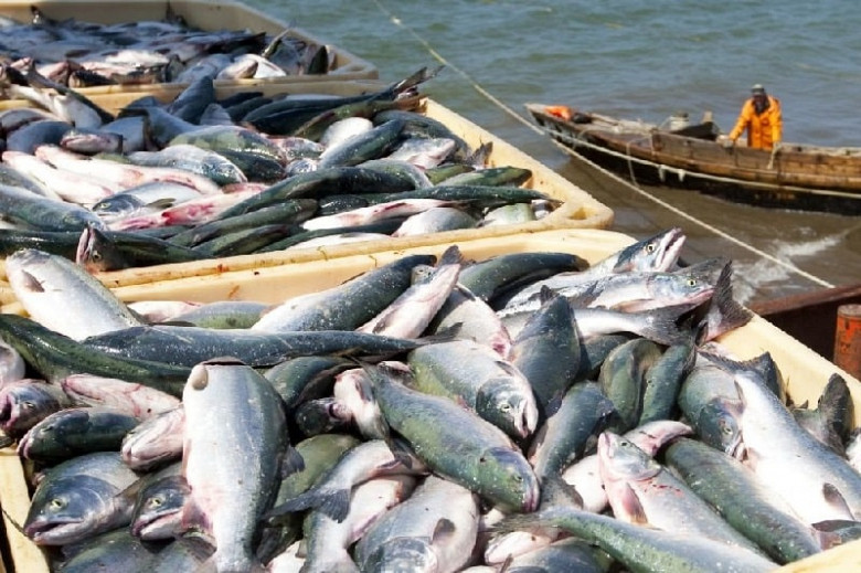 Краевые власти предлагают сохранить налоговые льготы хабаровским рыбохозяйственникам фото 2