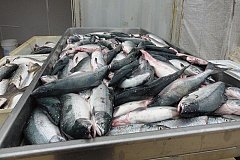В Хабаровском крае смогли продать 688 тонн рыбы без посредников
