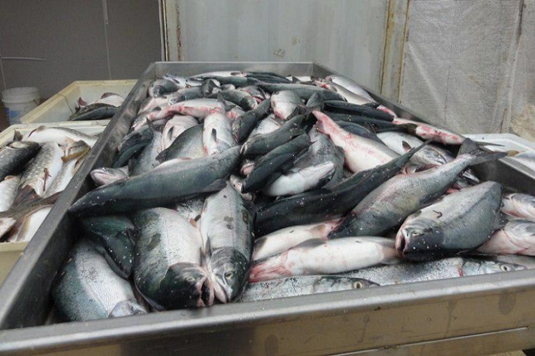 В Хабаровском крае смогли продать 688 тонн рыбы без посредников фото 2