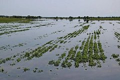 Минсельхоз Хабаровского края поддержит аграриев, потерявших урожай из-за паводка