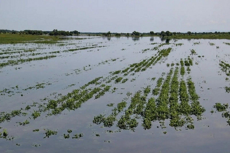 Минсельхоз Хабаровского края поддержит аграриев, потерявших урожай из-за паводка фото 2