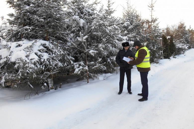 Более 40 незаконных рубок леса было выявлено в Хабаровском крае с начала зимы фото 2