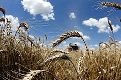 России нужны правила экспорта зерна, чтобы контролировать рост цен на продукты питания - Путин