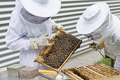 Государственную поддержку получат пчеловоды Хабаровского края
