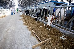 Хабаровским фермерам компенсируют часть затрат на корма для животных