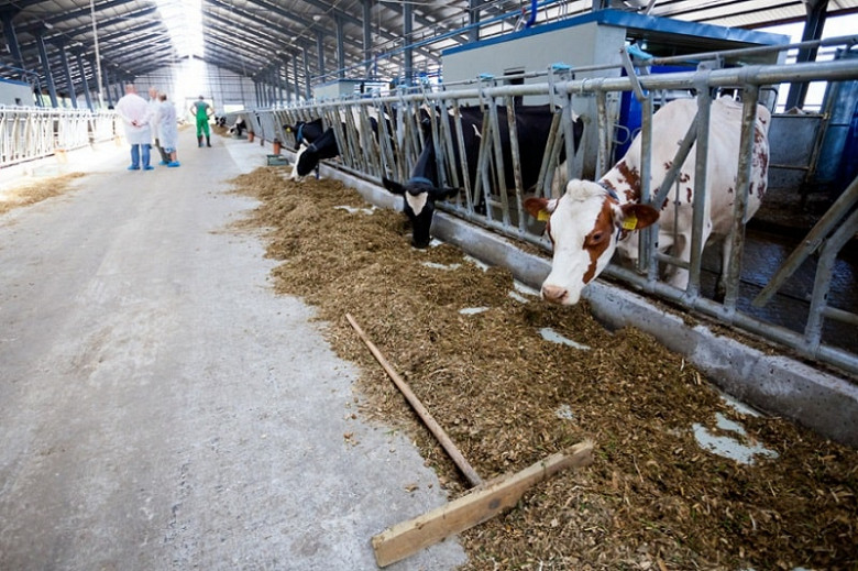Хабаровским фермерам компенсируют часть затрат на корма для животных фото 2