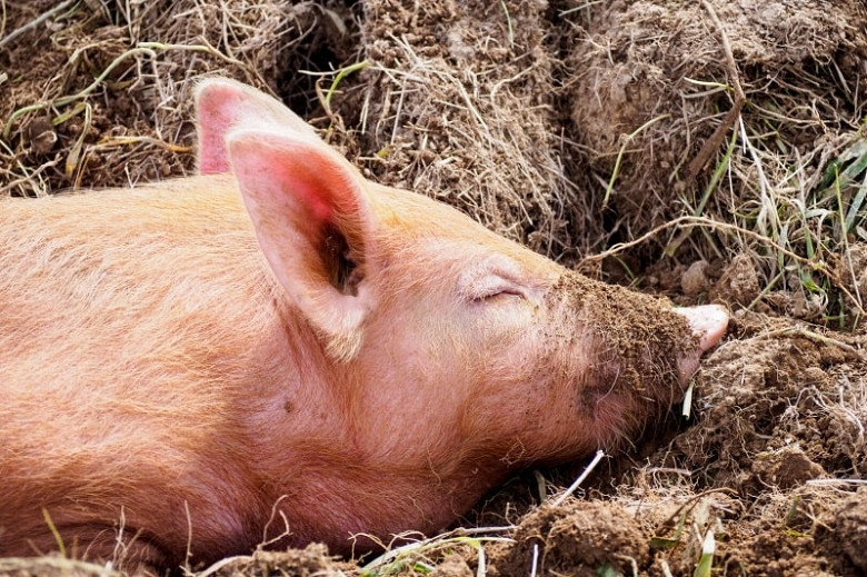 Кладбище свиней обнаружили в Хабаровском крае фото 2