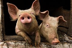 Режим ЧС ввели в Хабаровске из-за африканской чумы свиней