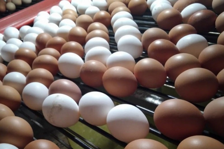 В Хабаровском крае птицефабрики увеличили производство яиц на 7 миллионов штук фото 2
