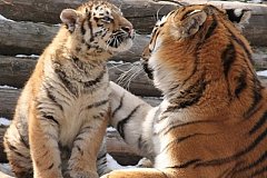 В зоосаде "Приамурский" скончался тигр Бархат